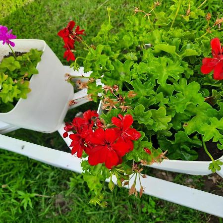 Vila Pushimi Regis Velipojë Zewnętrze zdjęcie